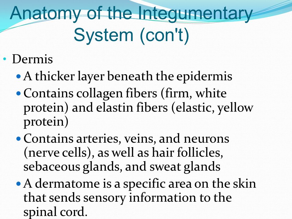 Anatomy of the Integumentary System (con t)