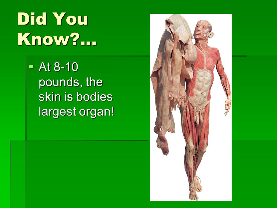 Did You Know ... At 8-10 pounds, the skin is bodies largest organ!