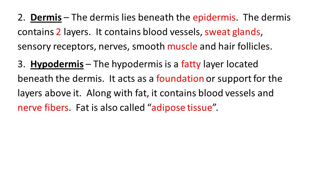 2. Dermis – The dermis lies beneath the epidermis