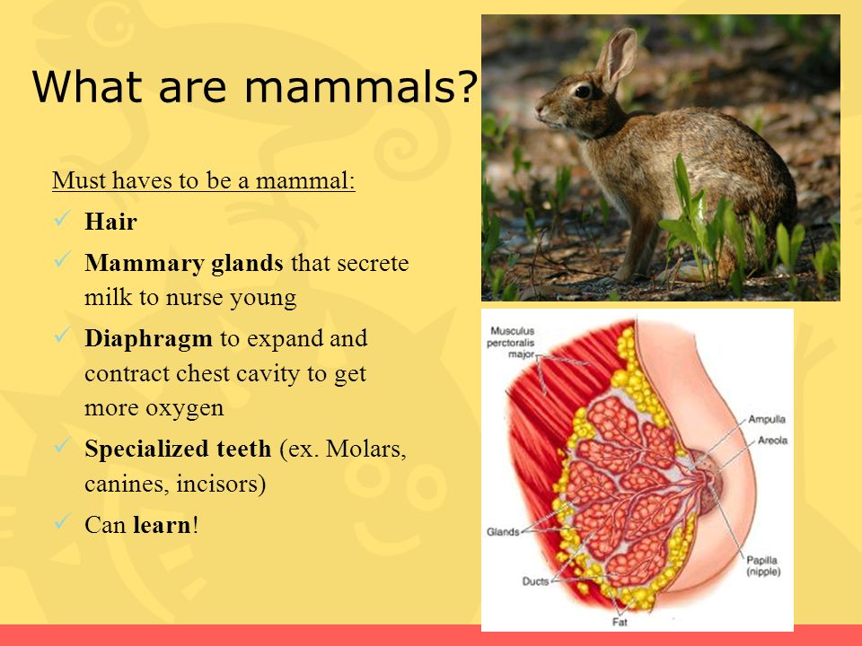 must haves to be a mammal: hair mammary glands that secrete