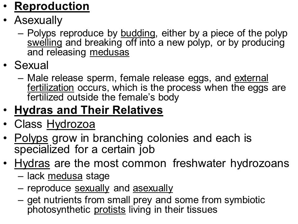 Hydras and Their Relatives Class Hydrozoa