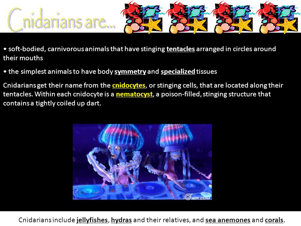 Cnidarians are... soft-bodied, carnivorous animals that have stinging tentacles arranged in circles around their mouths.