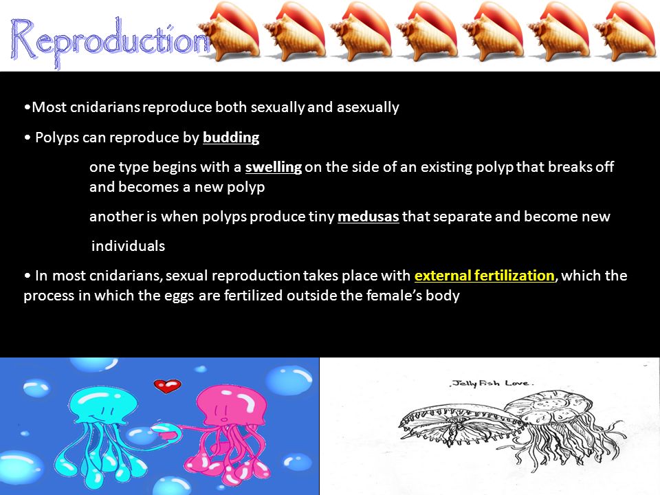 Reproduction Most cnidarians reproduce both sexually and asexually