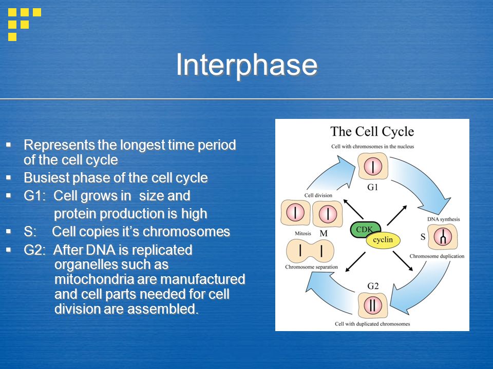 Interphase Represents the longest time period of the cell cycle