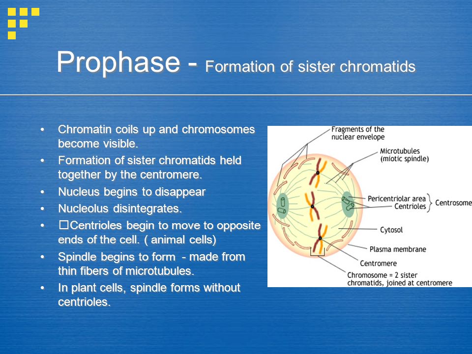 Prophase - Formation of sister chromatids
