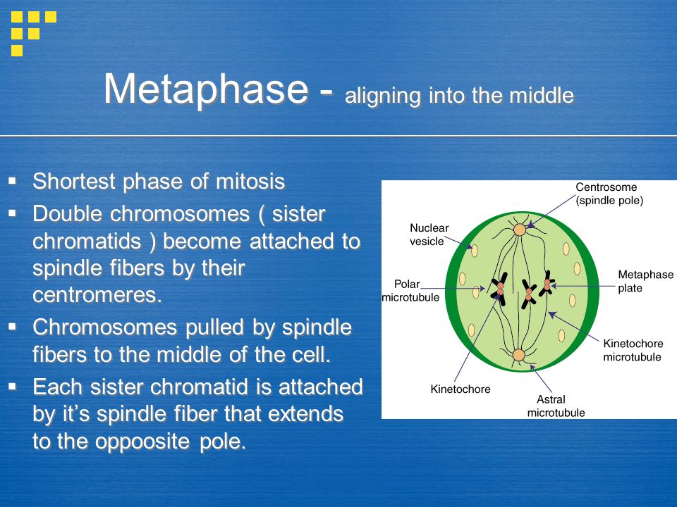 Metaphase - aligning into the middle