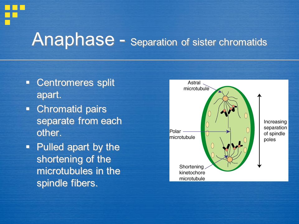 Anaphase - Separation of sister chromatids