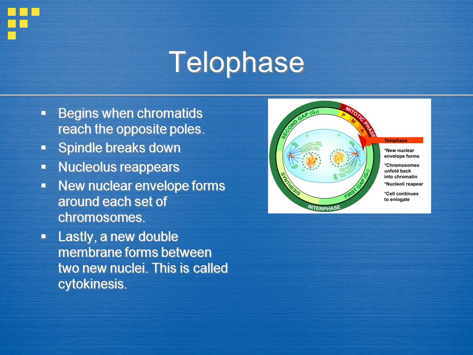 Telophase Begins when chromatids reach the opposite poles.