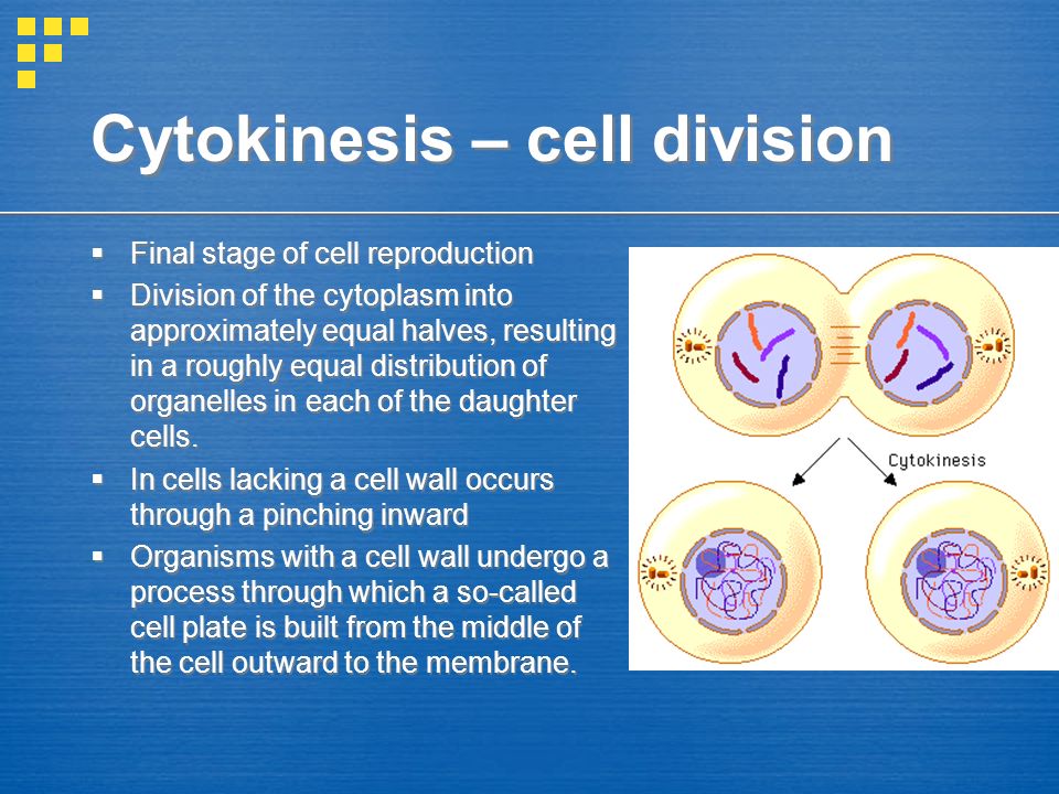 Cytokinesis – cell division
