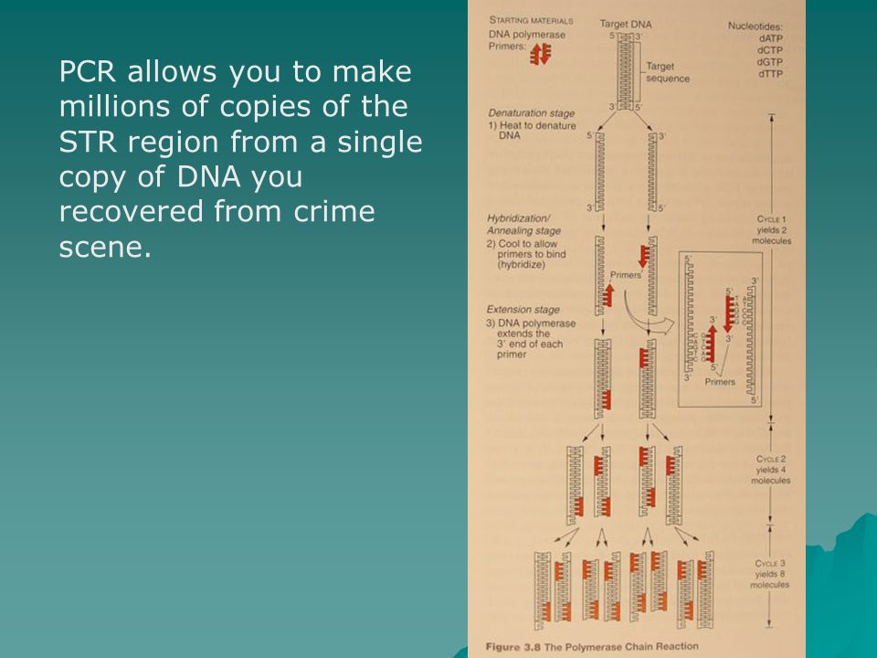 PCR allows you to make millions of copies of the STR region from a single copy of DNA you recovered from crime scene.