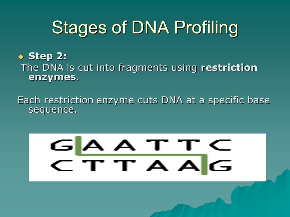 Stages of DNA Profiling