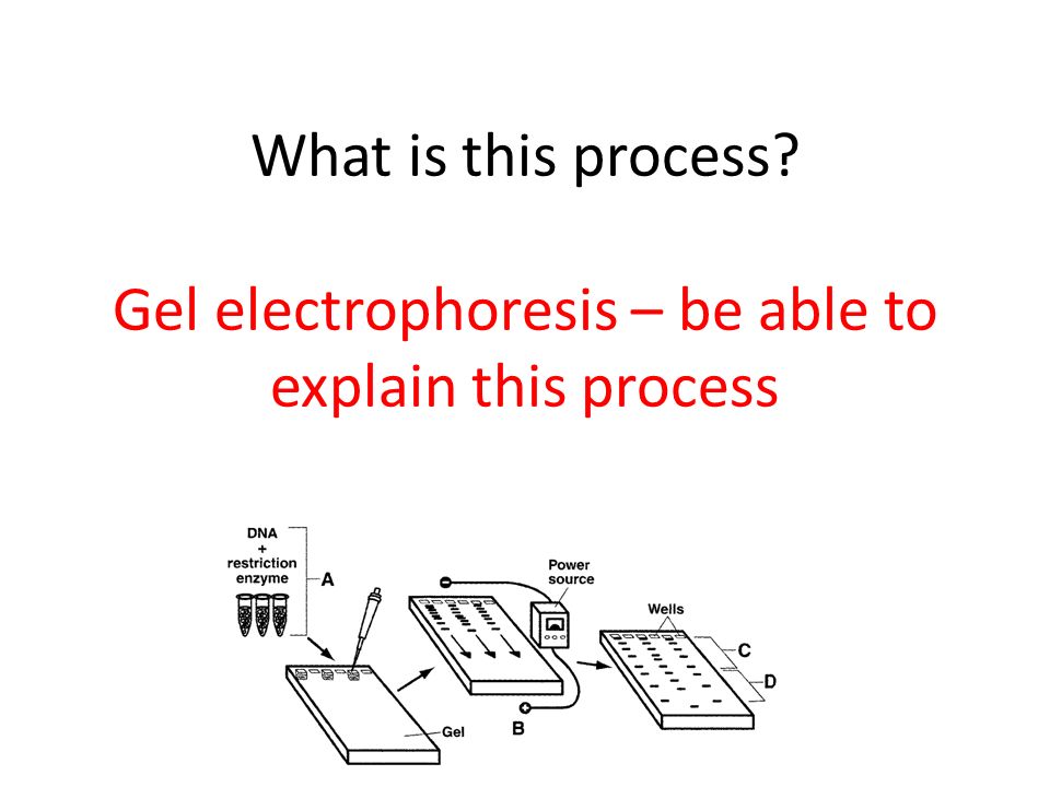What is this process Gel electrophoresis – be able to explain this process