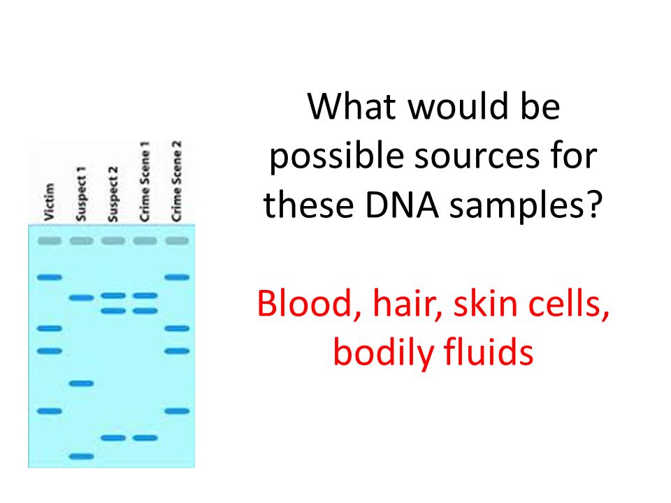 What would be possible sources for these DNA samples