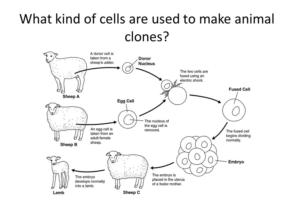 What kind of cells are used to make animal clones