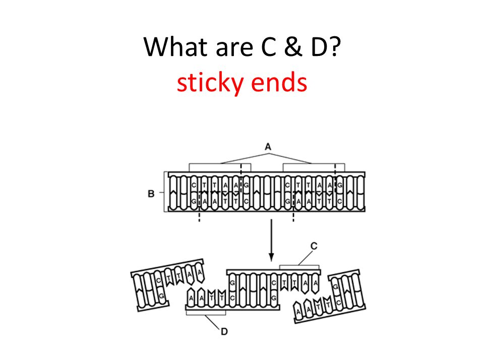 What are C & D sticky ends