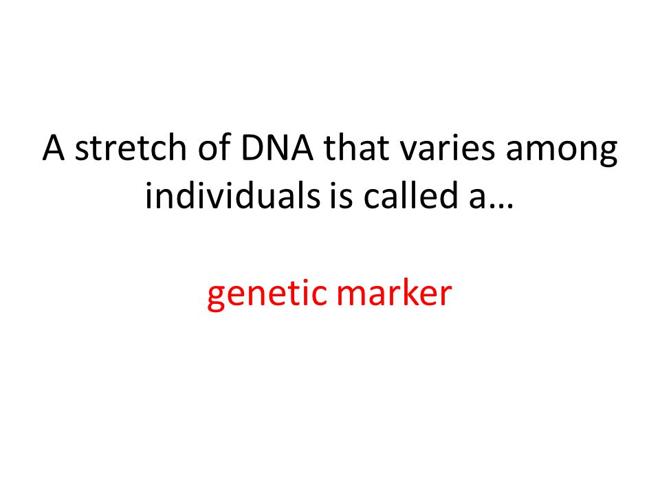 A stretch of DNA that varies among individuals is called a… genetic marker