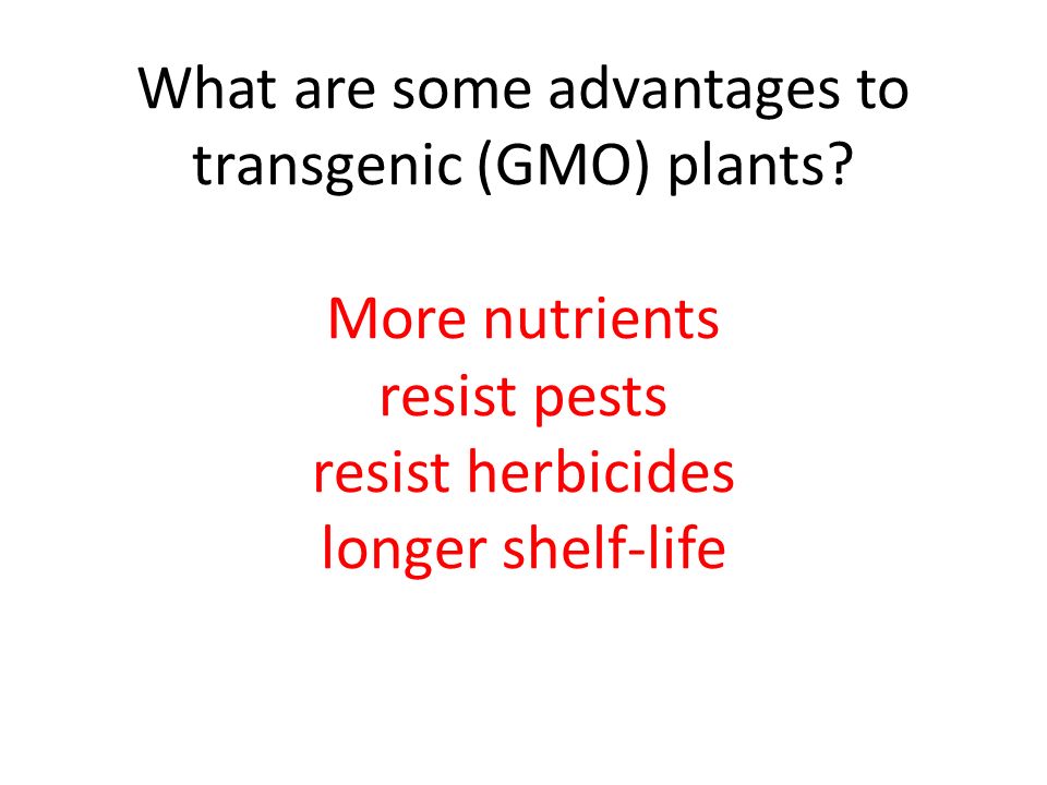 What are some advantages to transgenic (GMO) plants