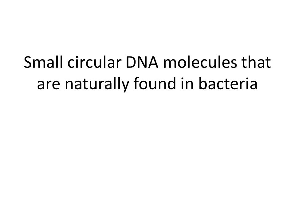 Small circular DNA molecules that are naturally found in bacteria
