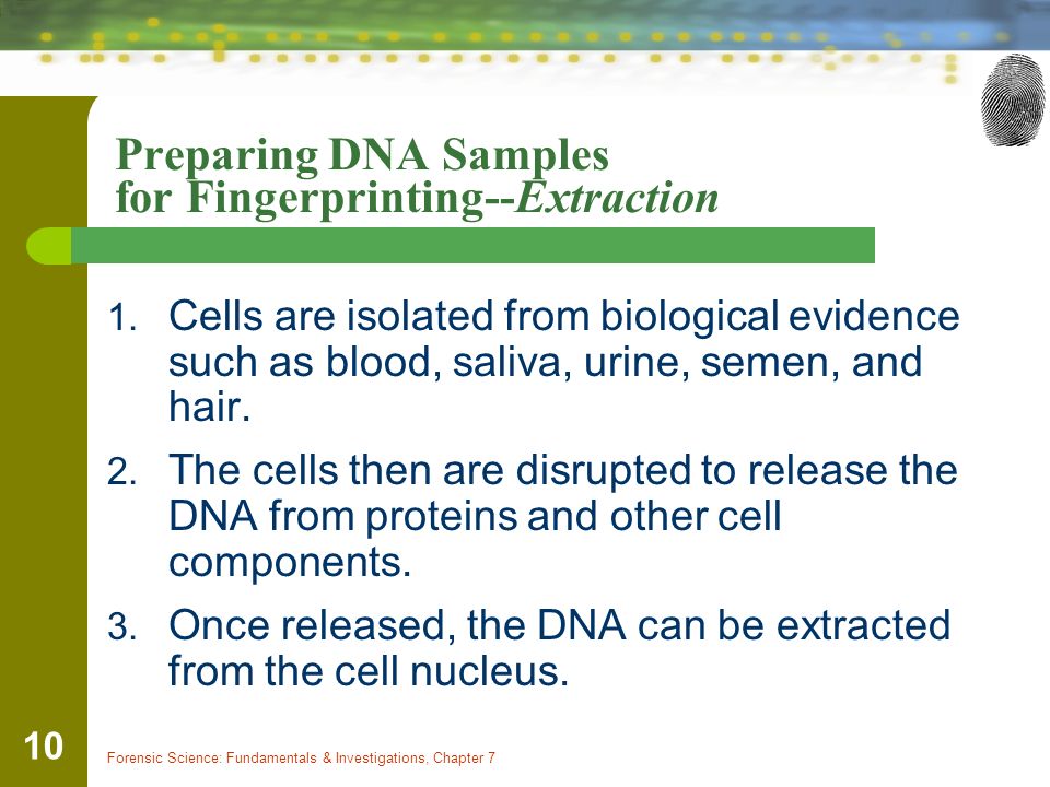 Preparing DNA Samples for Fingerprinting--Extraction
