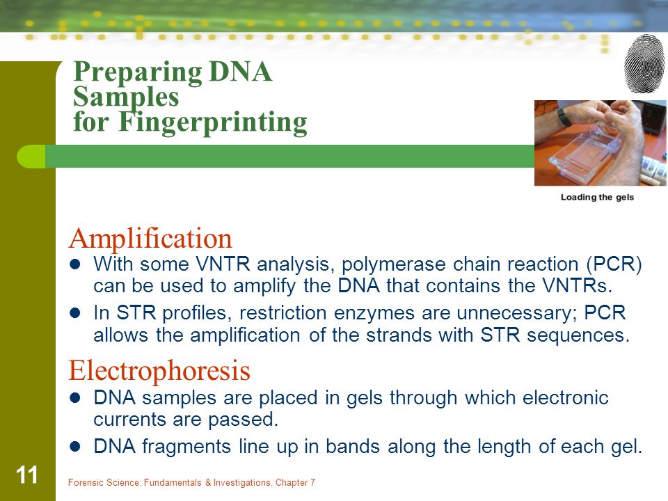Preparing DNA Samples for Fingerprinting