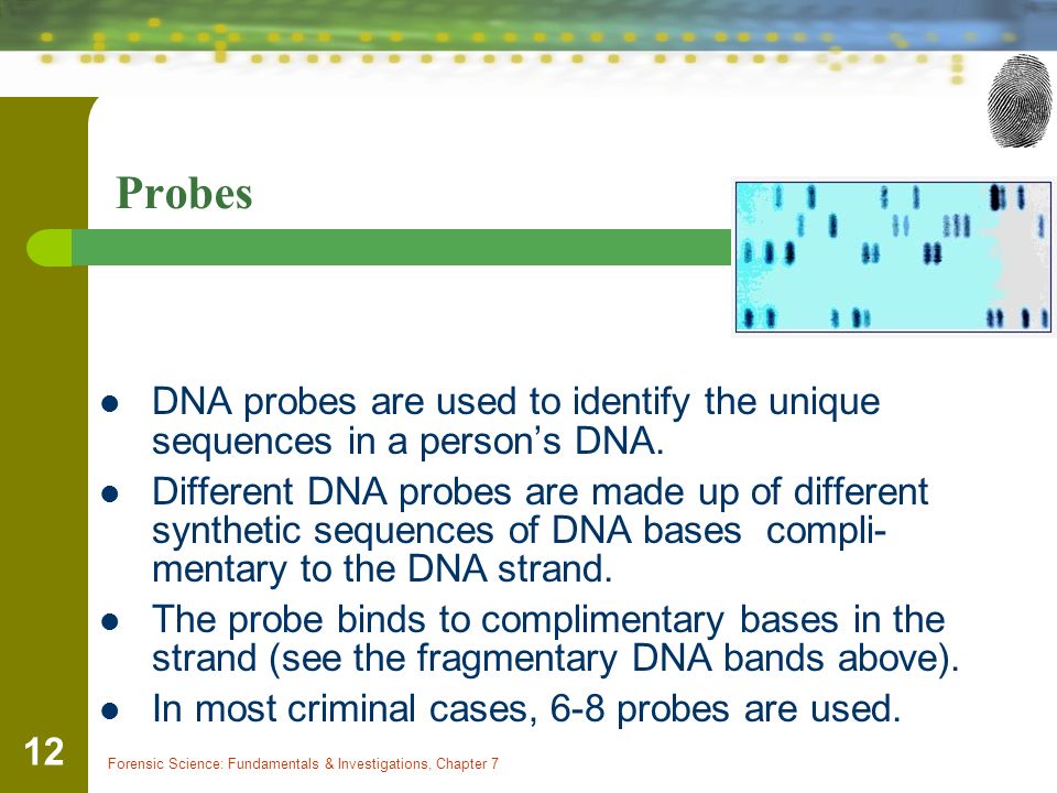Probes DNA probes are used to identify the unique sequences in a person’s DNA.