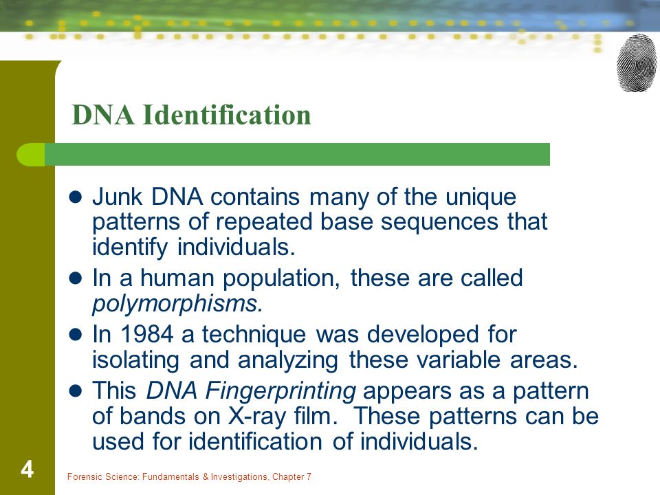 DNA Identification Junk DNA contains many of the unique patterns of repeated base sequences that identify individuals.
