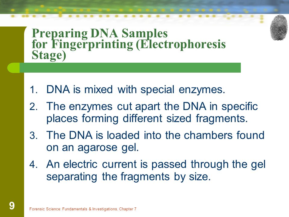 Preparing DNA Samples for Fingerprinting (Electrophoresis Stage)