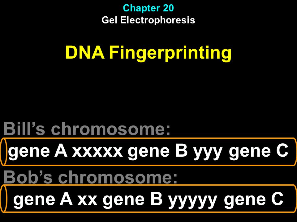 gene A xxxxx gene B yyy gene C Bob’s chromosome: