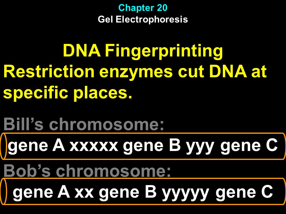 DNA Fingerprinting Restriction enzymes cut DNA at specific places.