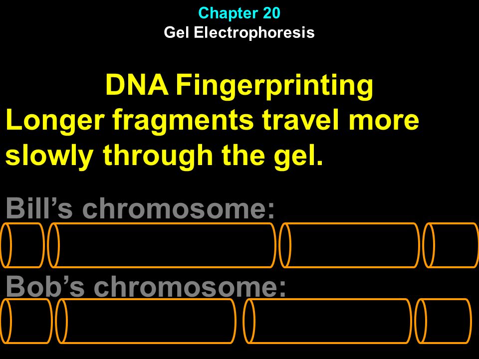 Chapter 20 Gel Electrophoresis