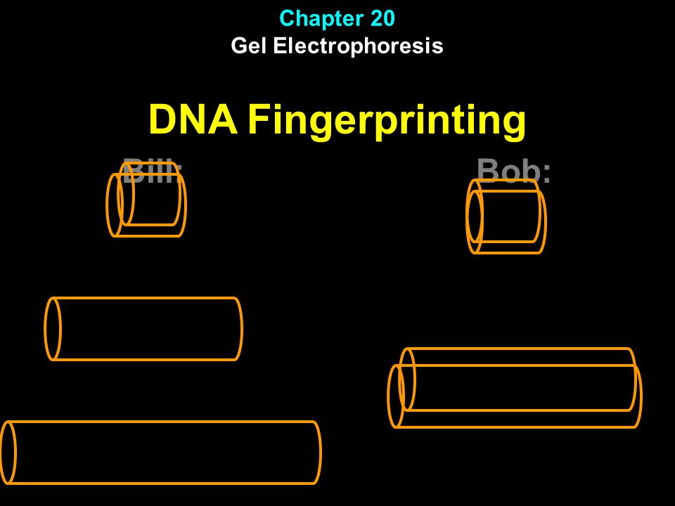 Chapter 20 Gel Electrophoresis