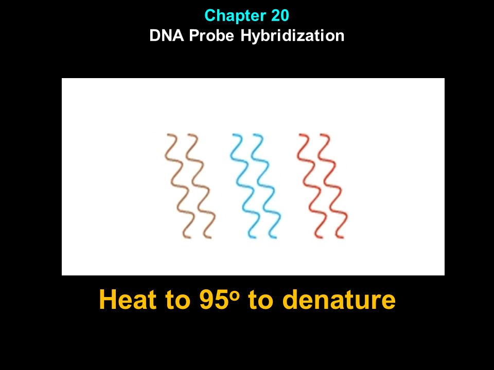 Chapter 20 DNA Probe Hybridization