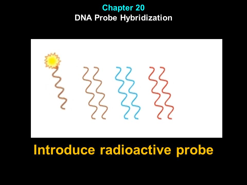 Chapter 20 DNA Probe Hybridization Introduce radioactive probe