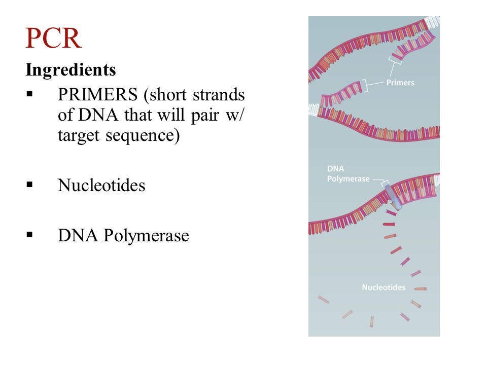 PCR Ingredients. PRIMERS (short strands of DNA that will pair w/ target sequence) Nucleotides.