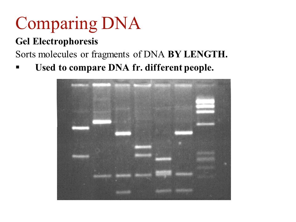 Comparing DNA Gel Electrophoresis