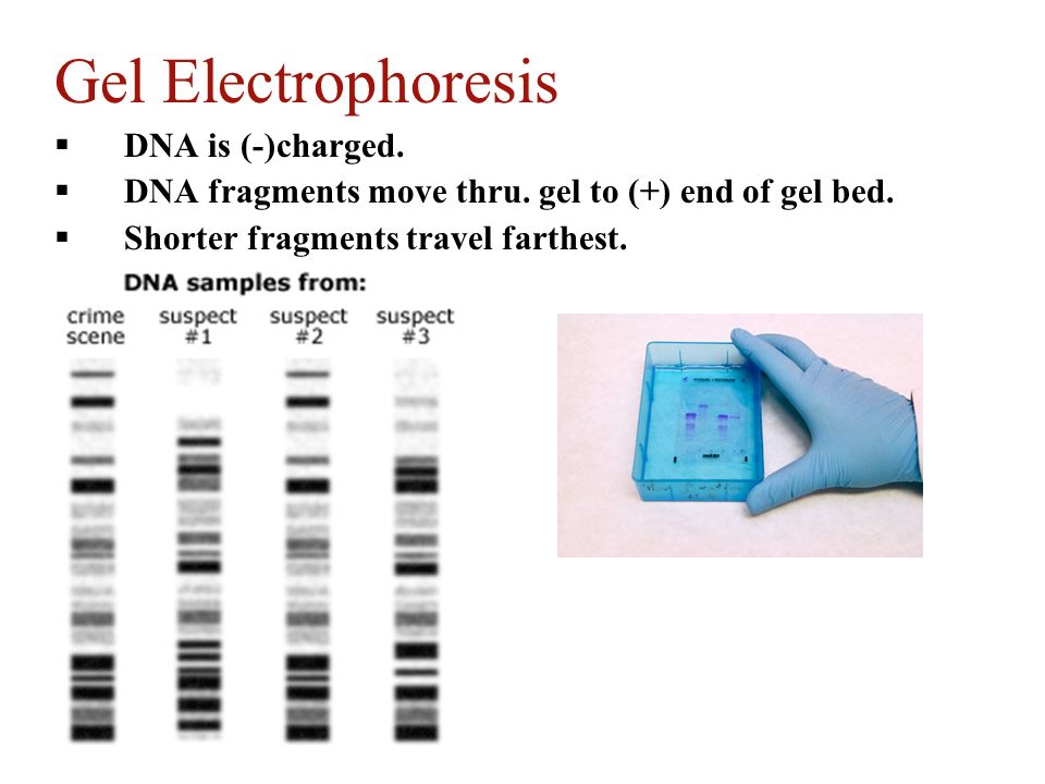 Gel Electrophoresis DNA is (-)charged.