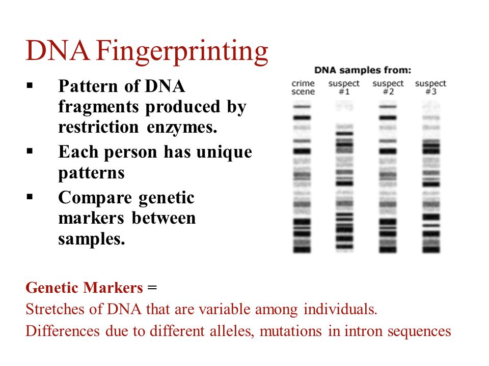 DNA Fingerprinting Pattern of DNA fragments produced by restriction enzymes. Each person has unique patterns.