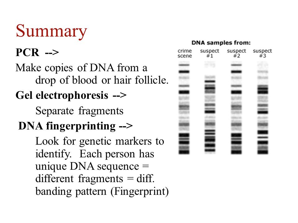 Summary PCR --> Make copies of DNA from a drop of blood or hair follicle. Gel electrophoresis -->