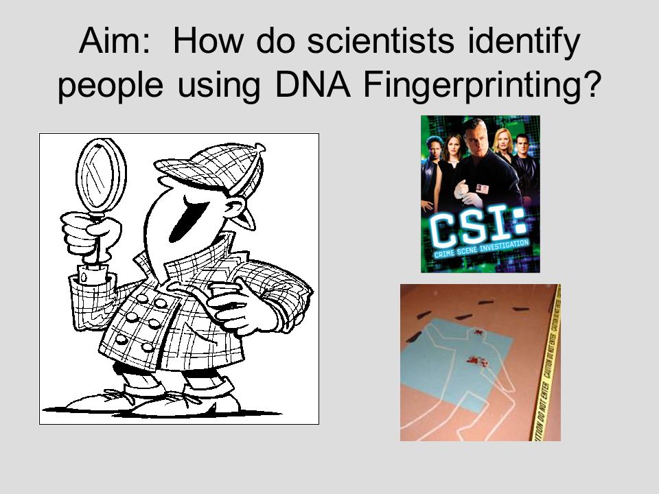 Aim: How do scientists identify people using DNA Fingerprinting