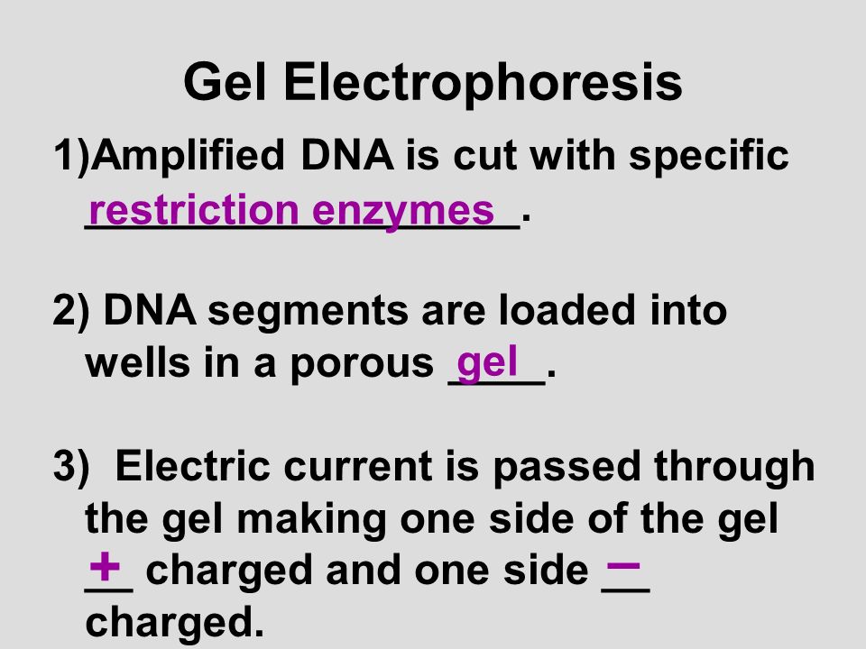 – + Gel Electrophoresis