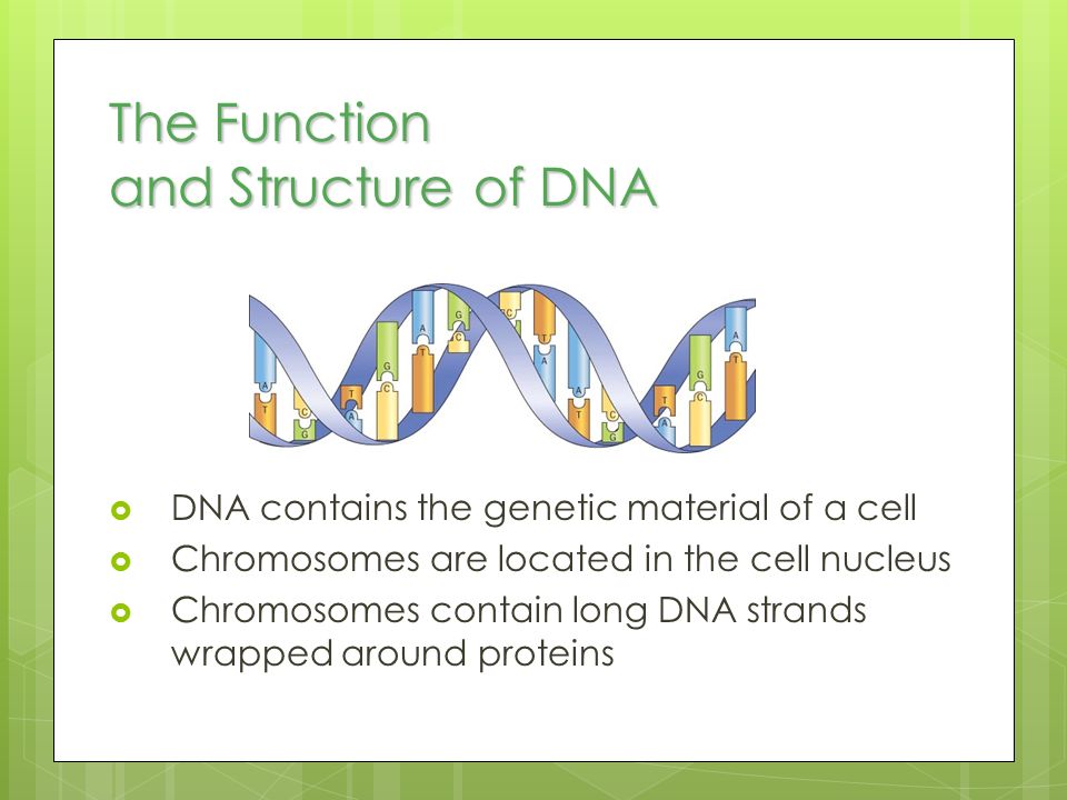 The Function and Structure of DNA