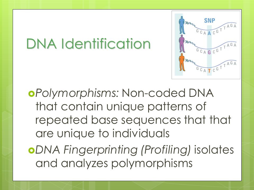 DNA Identification Polymorphisms: Non-coded DNA that contain unique patterns of repeated base sequences that that are unique to individuals.