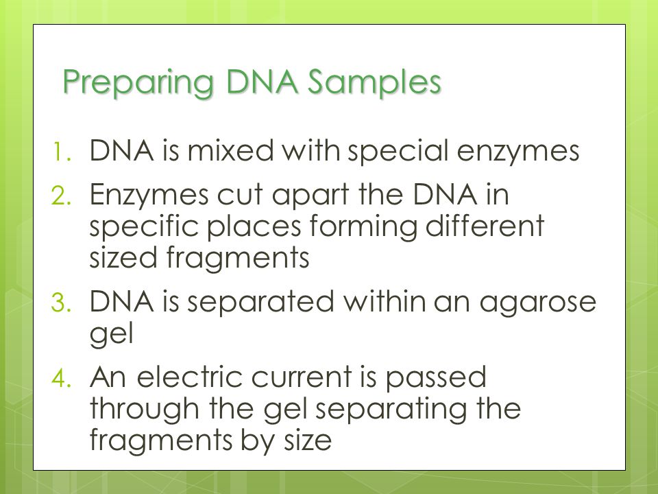 Preparing DNA Samples DNA is mixed with special enzymes