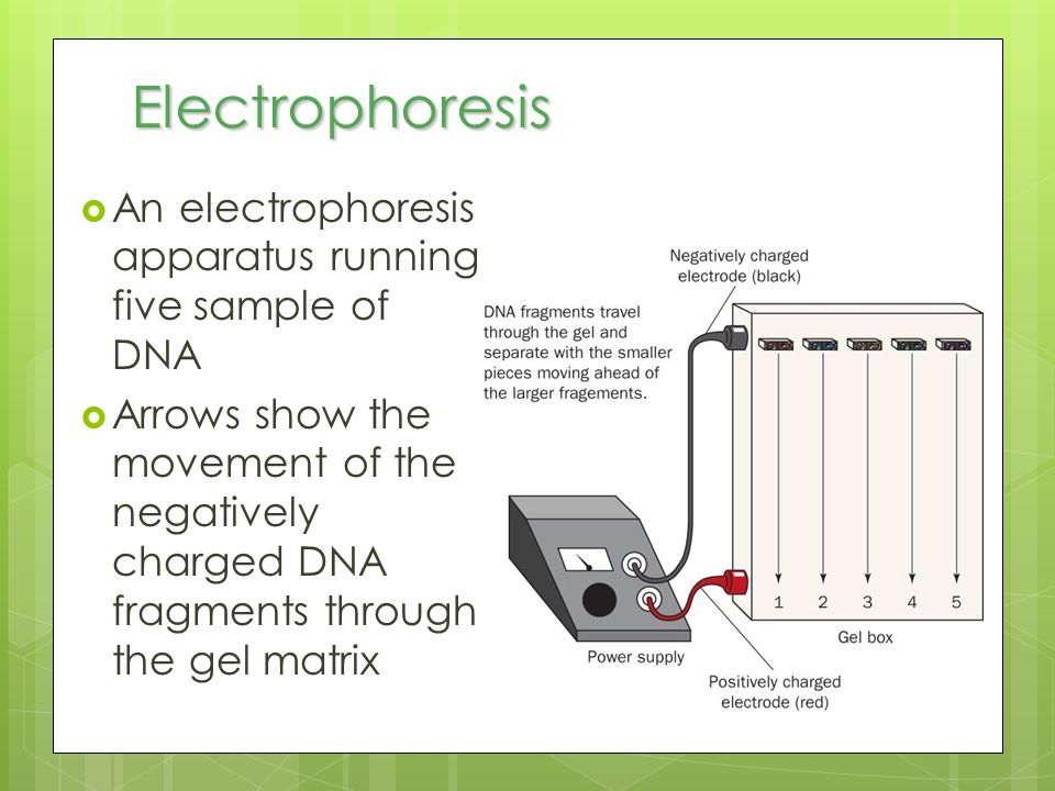 Electrophoresis An electrophoresis apparatus running five sample of DNA.