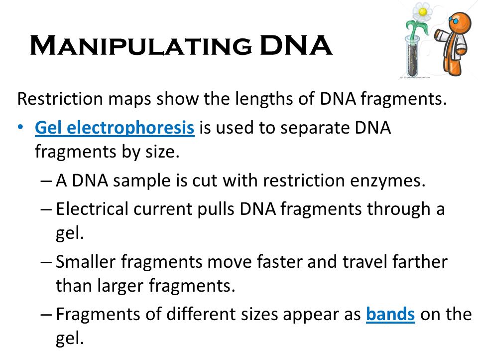 Manipulating DNA Restriction maps show the lengths of DNA fragments.