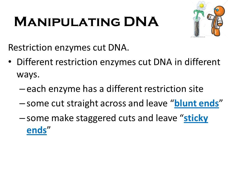 Manipulating DNA Restriction enzymes cut DNA.