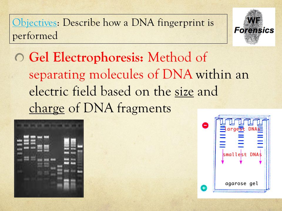 Objectives: Describe how a DNA fingerprint is performed
