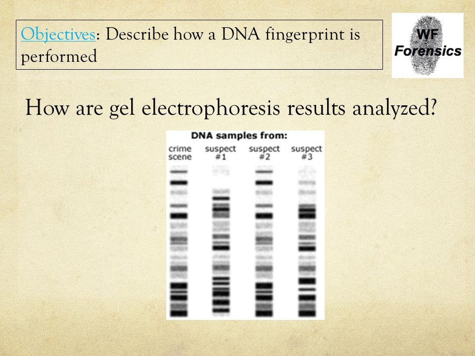 How are gel electrophoresis results analyzed