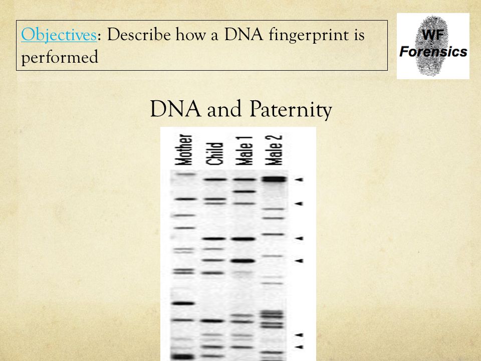Objectives: Describe how a DNA fingerprint is performed
