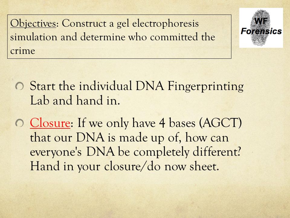 Start the individual DNA Fingerprinting Lab and hand in.